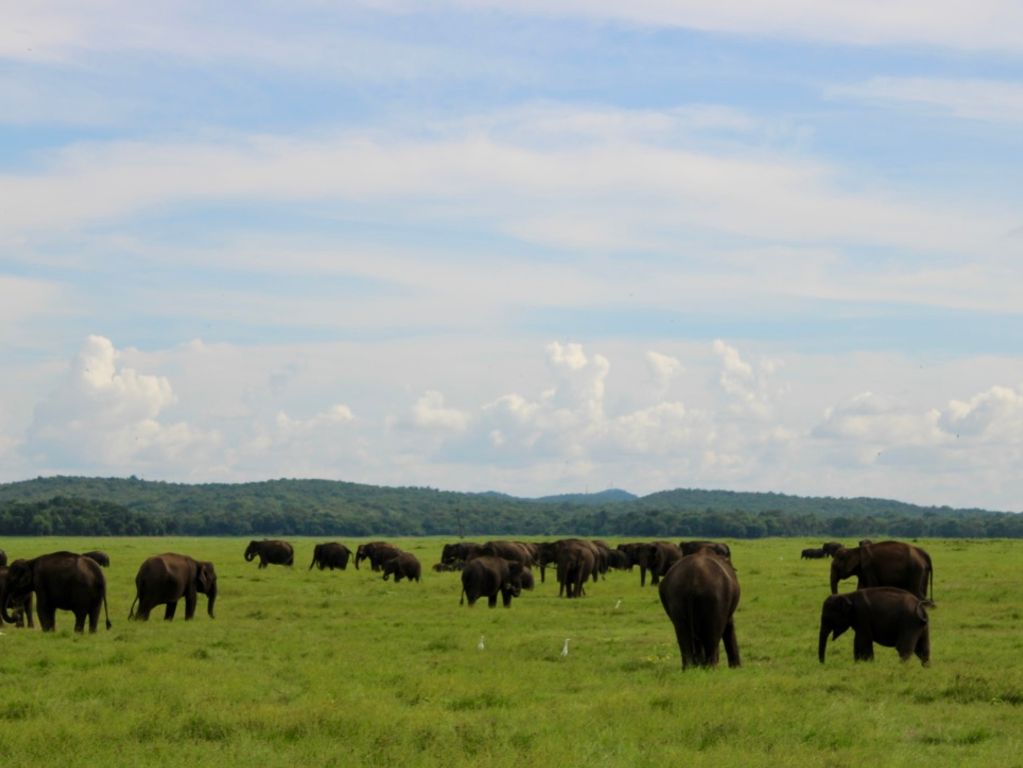 Yala National Park wildlife safari