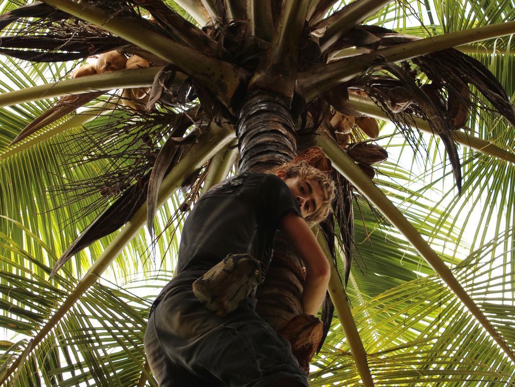 Palmbomen knuffelen