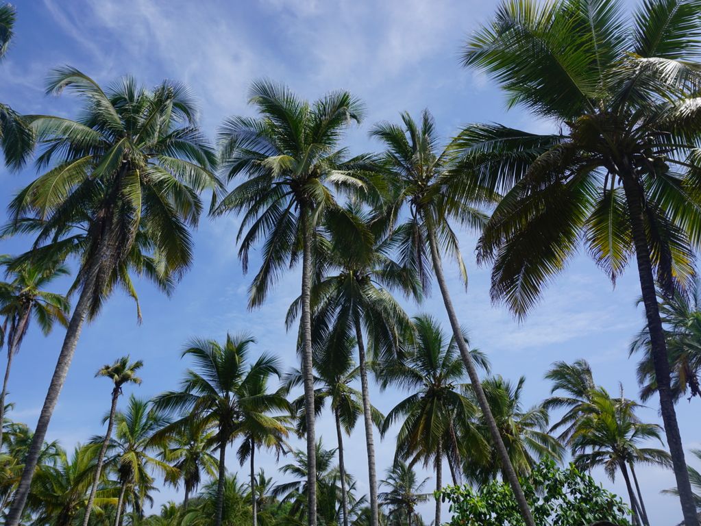 Caribische palmbomen Palomino