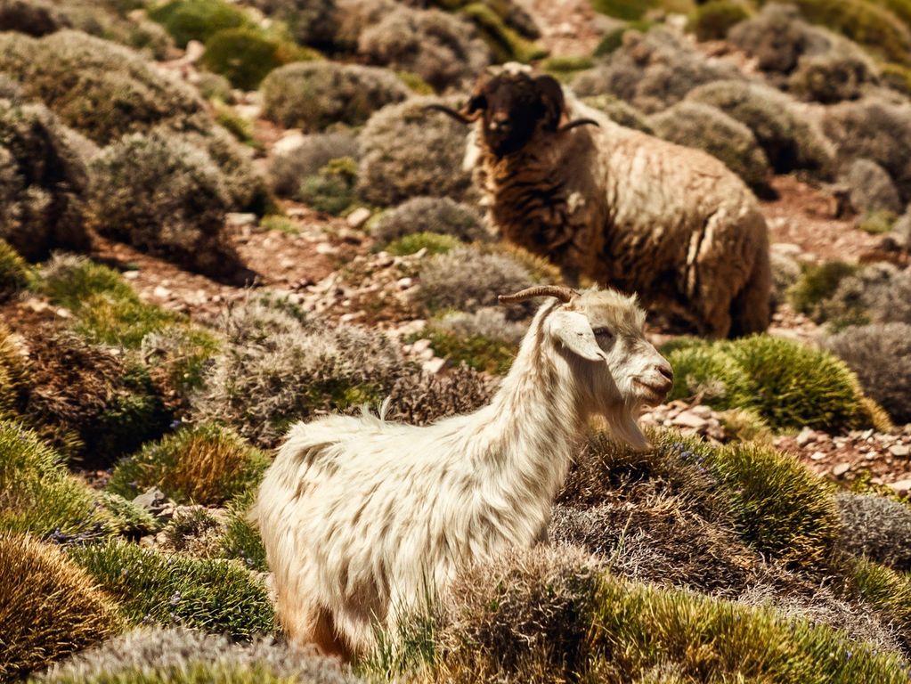 Dieren Marokko