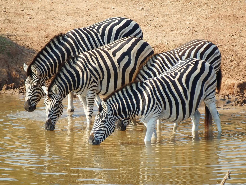 Zebra's