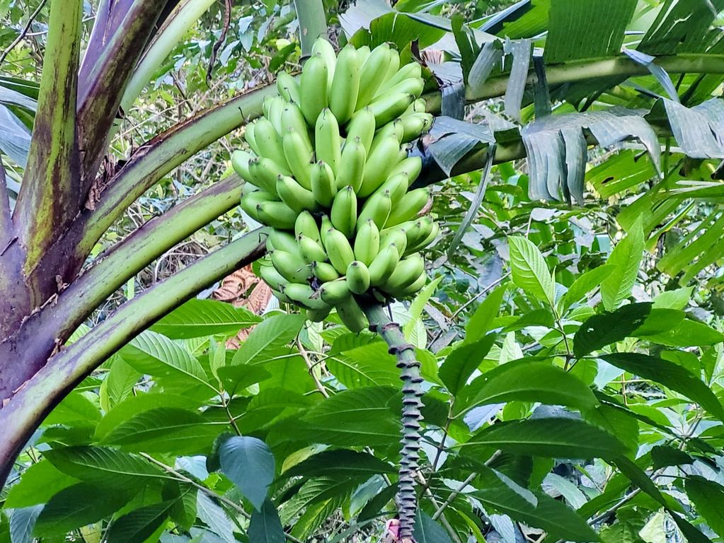bananen-ecuador-2023-1
