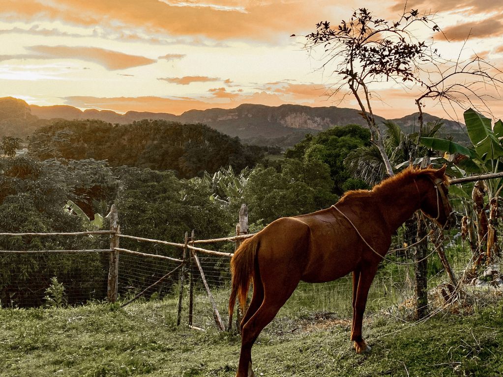 zonsondergang-paard-havana-cuba-2023-1