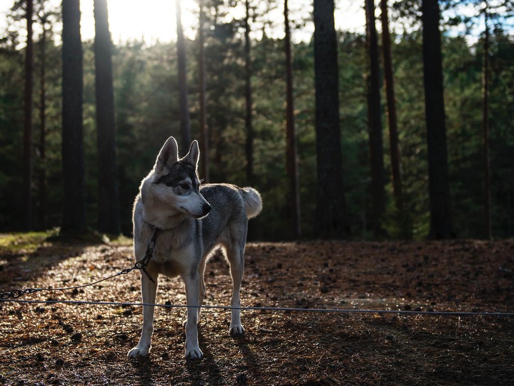 Husky