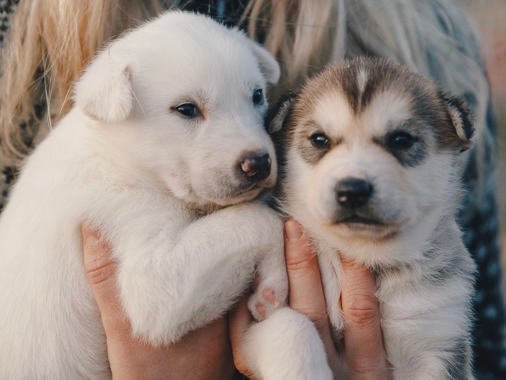 Husky puppies 