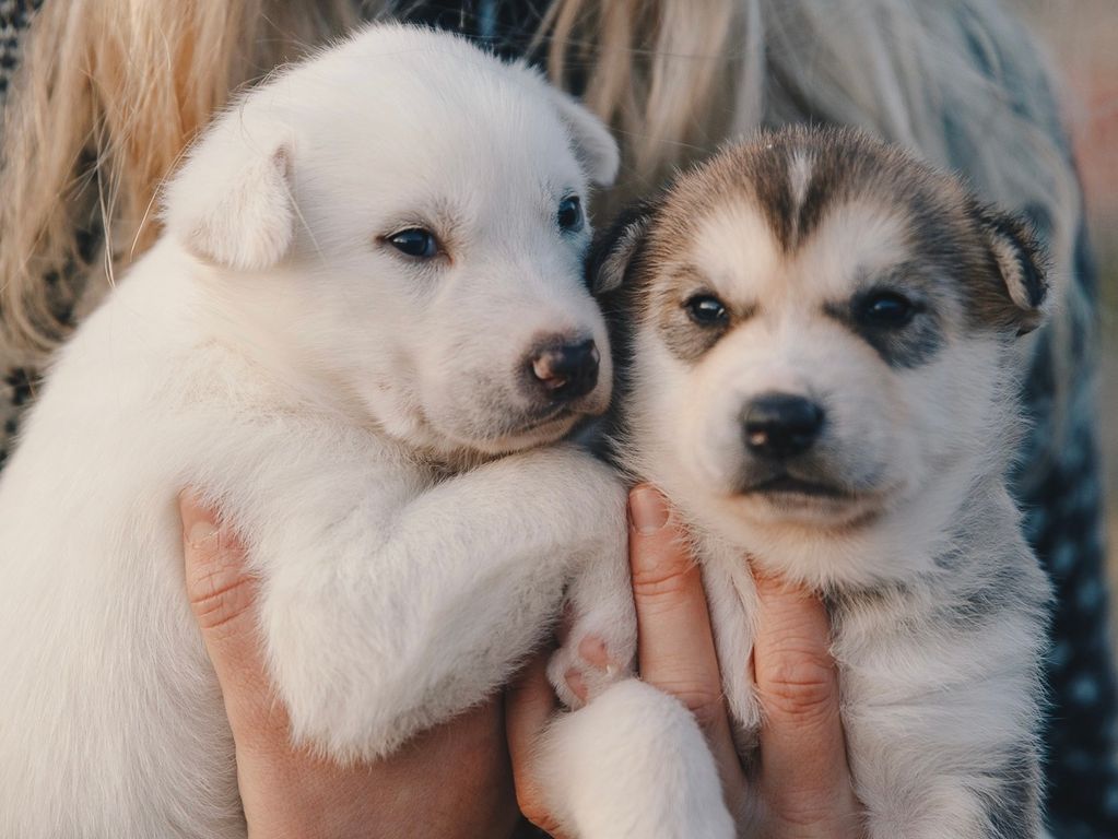 Husky puppy's