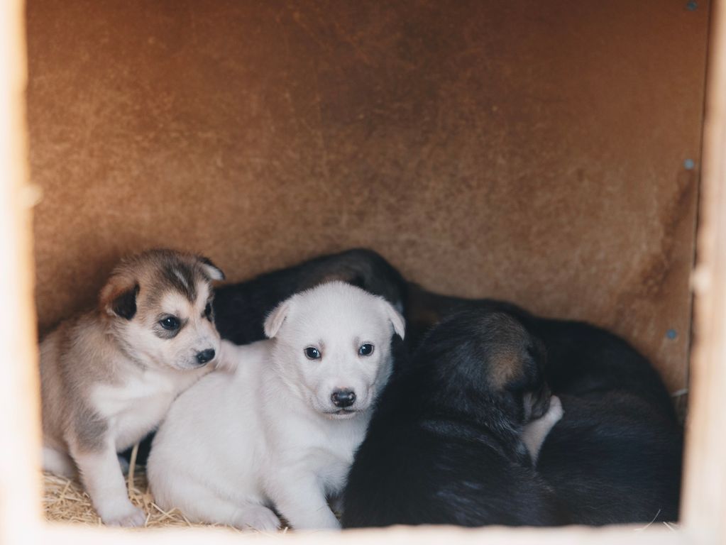 Husky puppy's