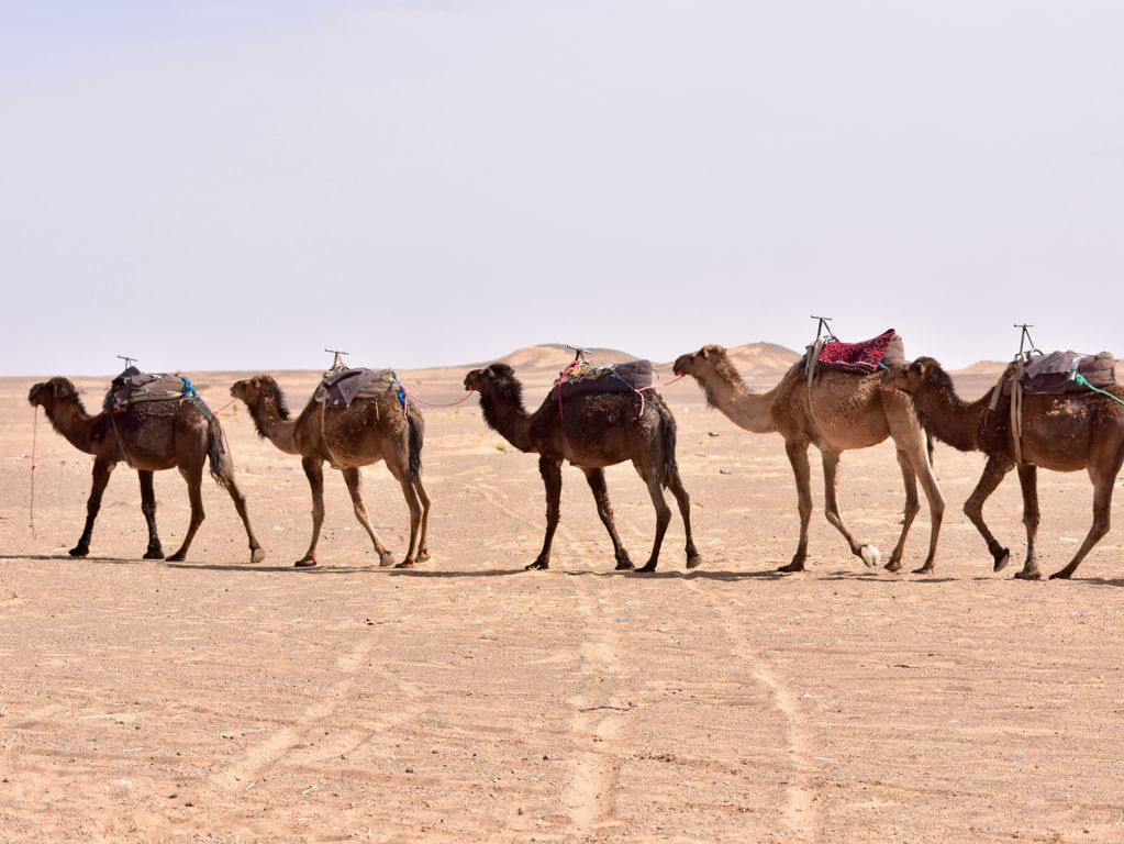 Kamelen Marokko