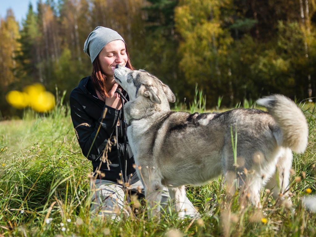 Kennismaking husky's