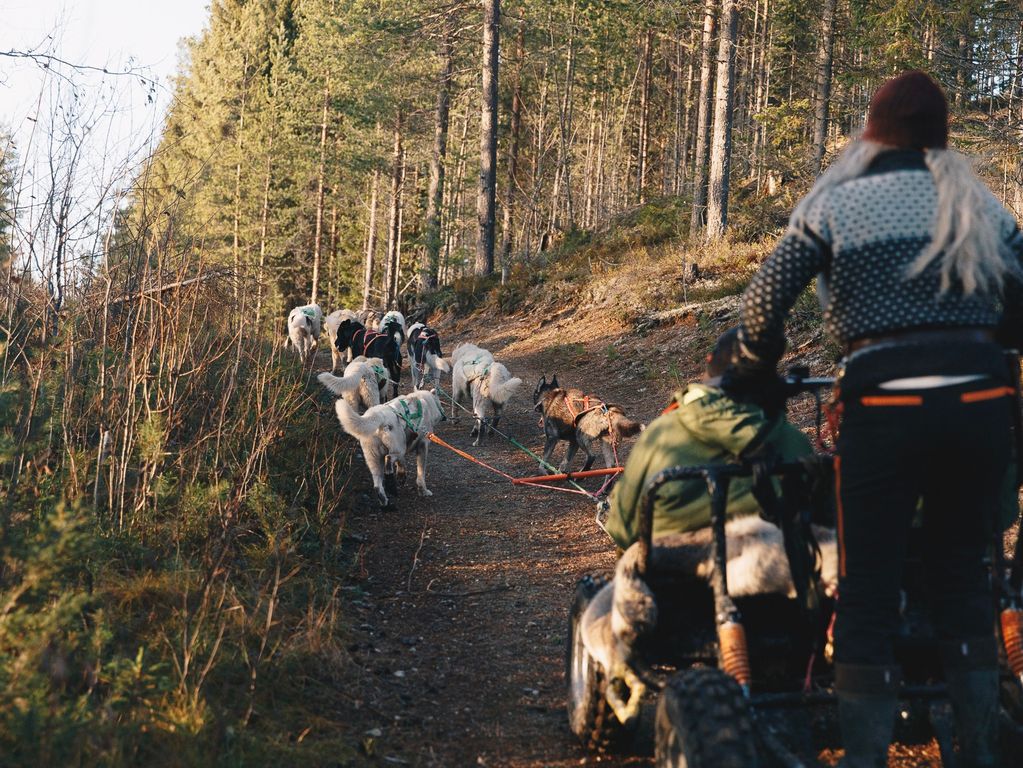 Mushing husky rit