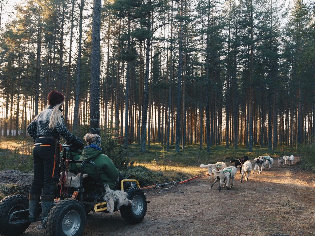 Mushing husky rit