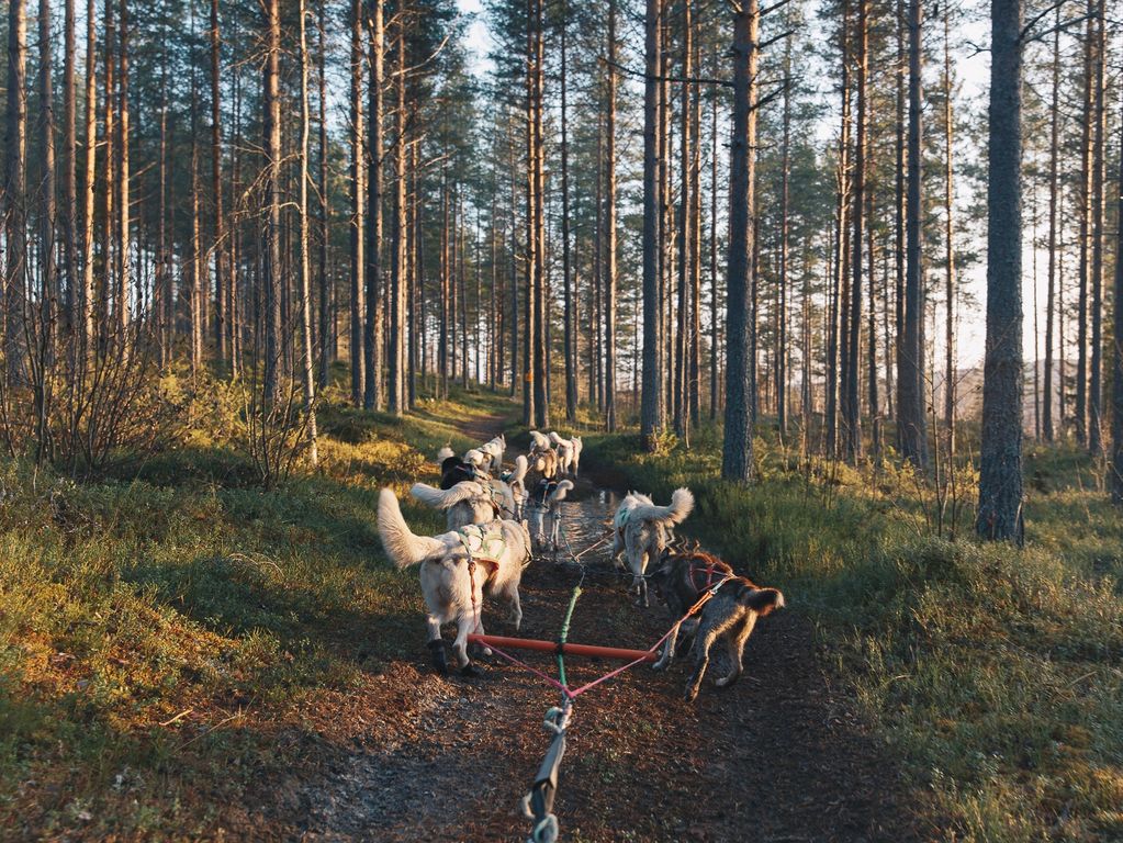 Mushing husky rit