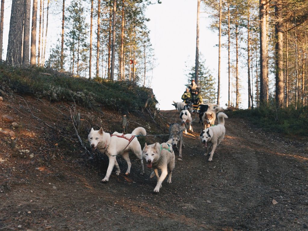 Mushing husky rit