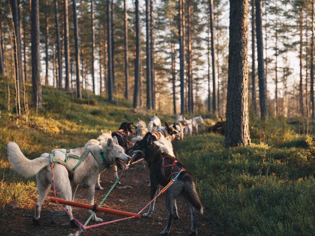 Mushing husky rit