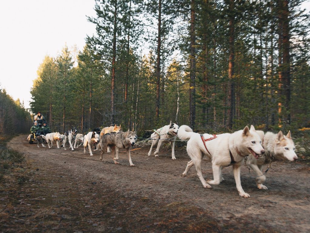 Mushing husky rit