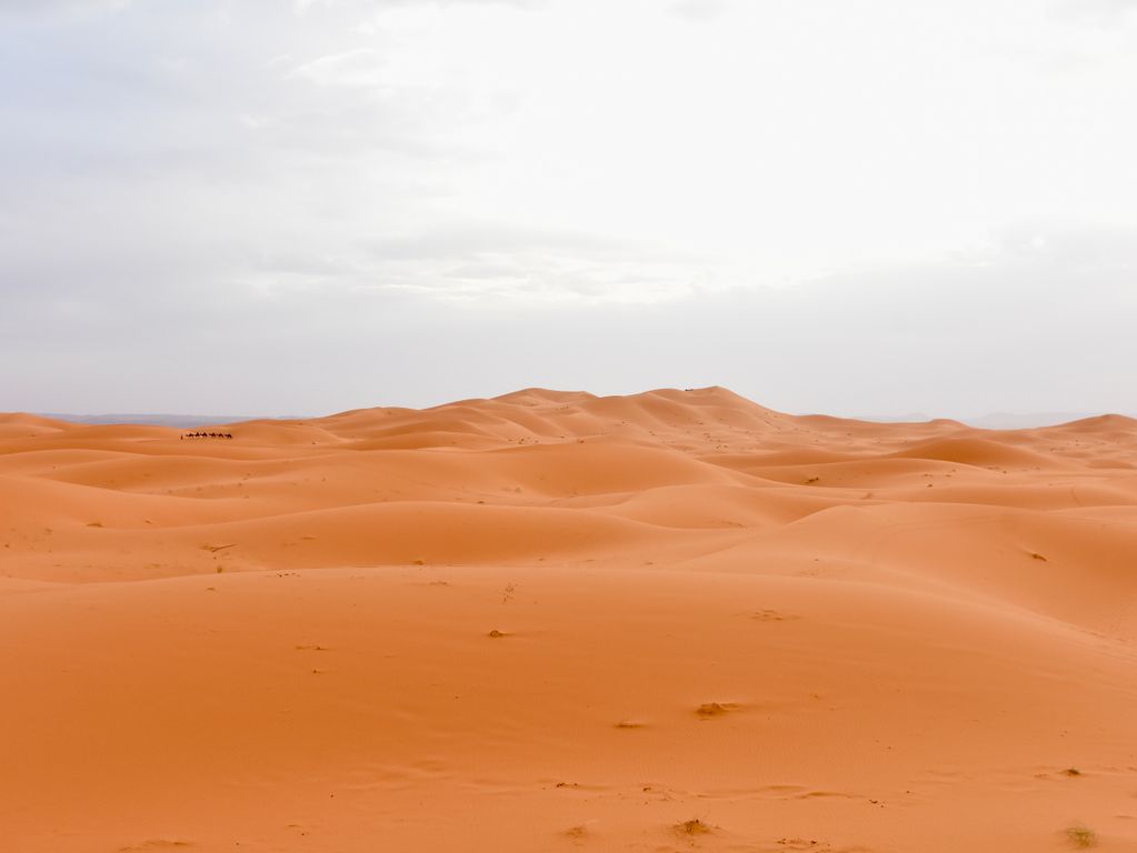 Woestijnbezoek