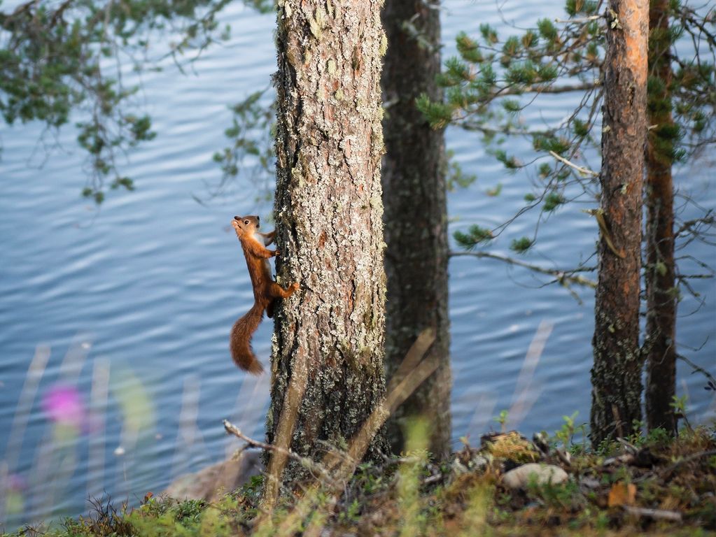 Zweedse natuur