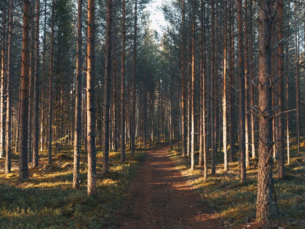 Zweedse natuur