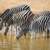 Zebra's