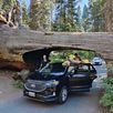 sequoia-national-park-californie-67