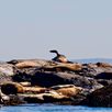 zeeleeuwen-canada-2022-1