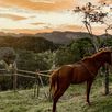 zonsondergang-paard-havana-cuba-2023-1