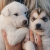 Husky puppy's