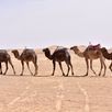 Kamelen Marokko