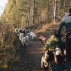 Mushing husky rit