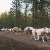 Mushing husky rit