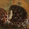 Schildpadden opvang Sri Lanka optioneel