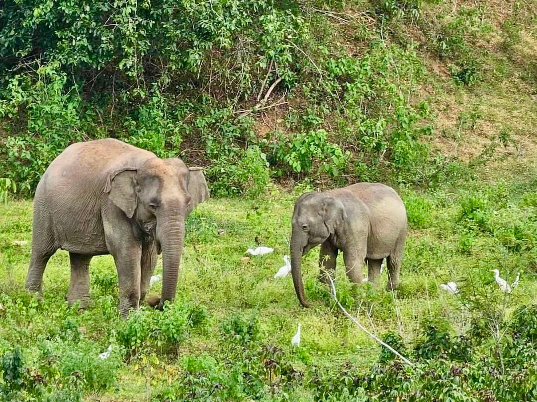 Structuur - foto thailand
