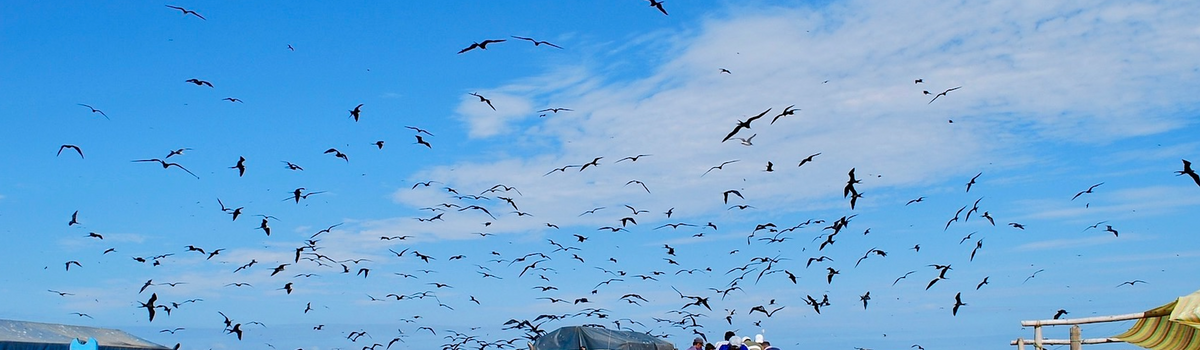 La Isla de la Plata: het verborgen paradijs tijdens je rondreis Ecuador