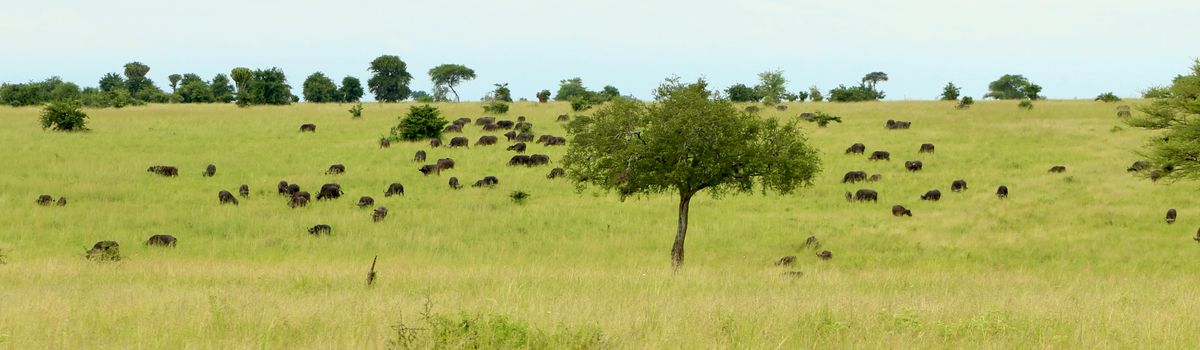 Wat kan ik verwachten van een wildlife safari in Tanzania?