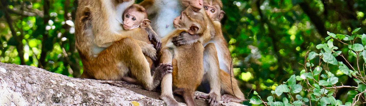 Hoe verschilt Sri Lanka van andere Aziatische landen? Hoe verschilt Sri Lanka van andere Aziatische landen?