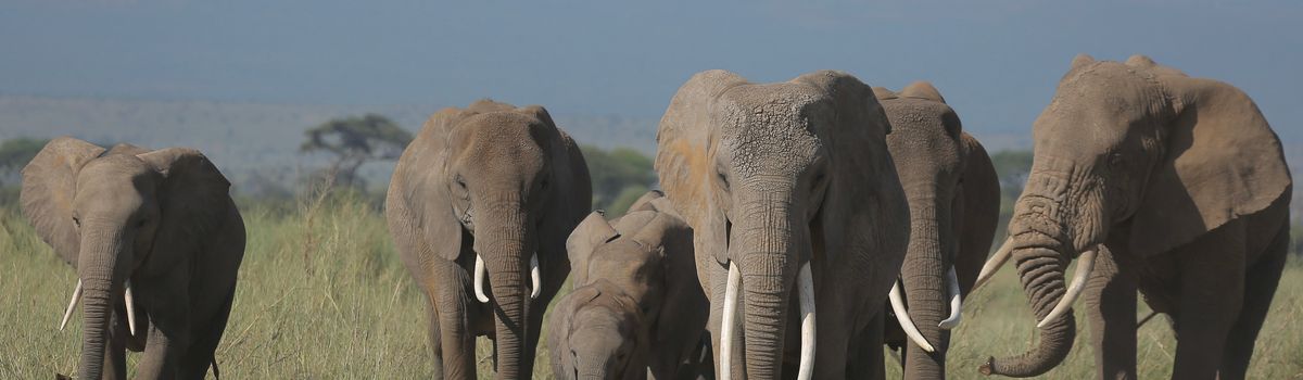 Deze wilde dieren spot je op safari in Tanzania!