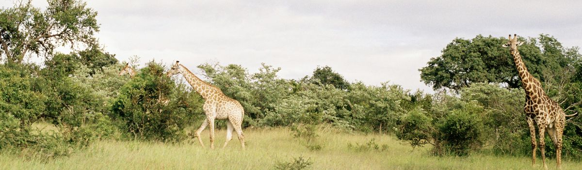 Alles wat je wilt weten over Kruger National Park