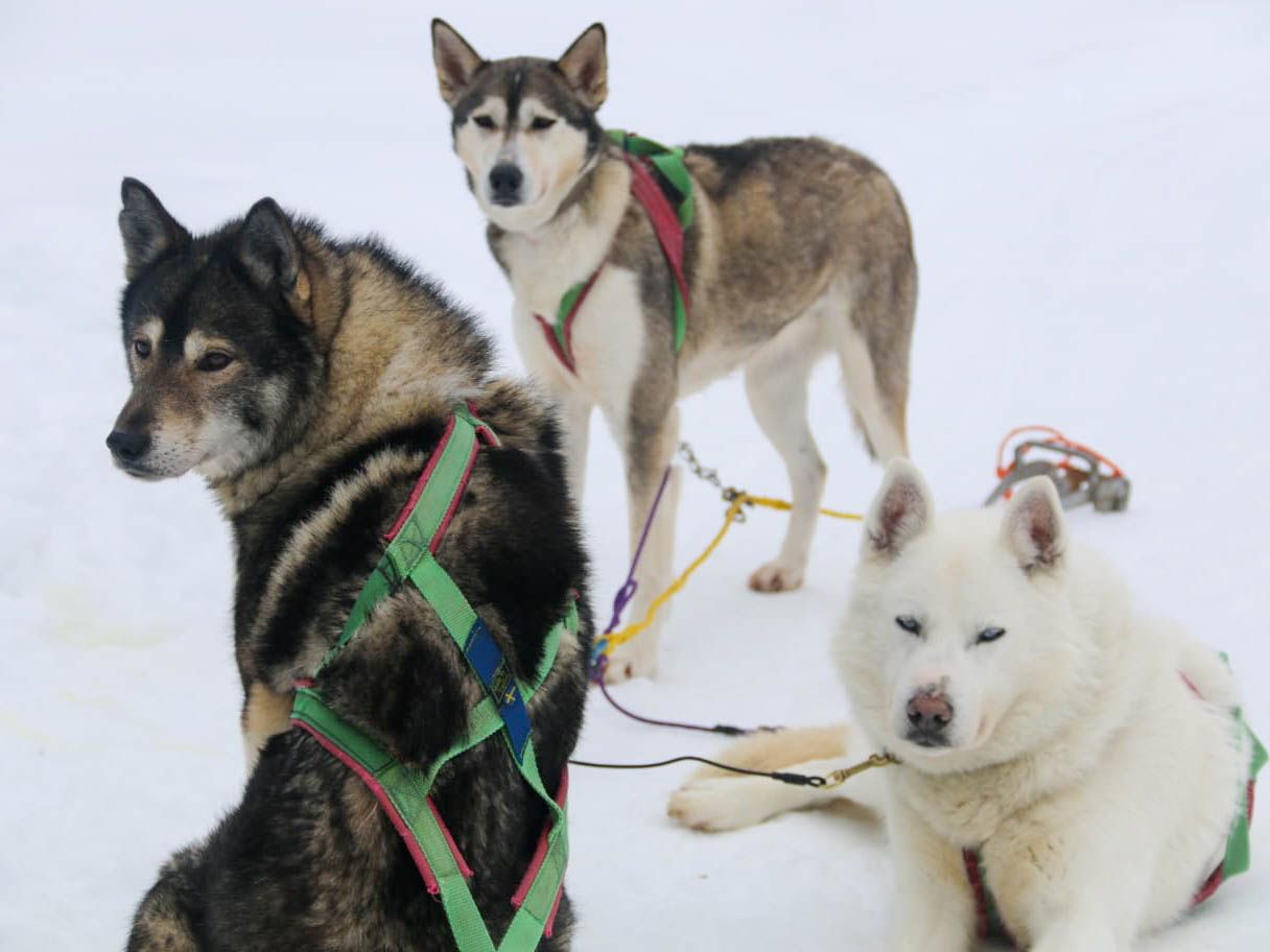 Huskytochten finland Lapland