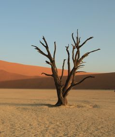 namibie_landschap_dode_boom_deadvlei_001