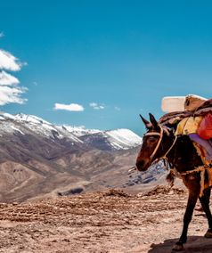Trektochten met muilezels