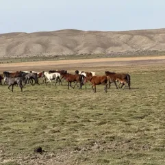 kirgizie_paarden_kudde_steppe_kirgizische_steppe_010