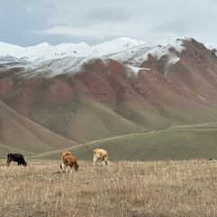 kirgizie_runderen_grazend_berglandschap_tien_shan_gebergte_027