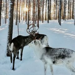 lapland winter 10