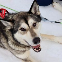 lapland winter 7