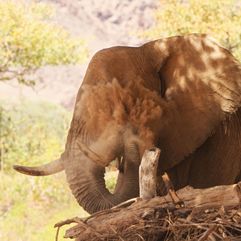namibie_olifant_stofbad_wildlife_etosha_national_park_005