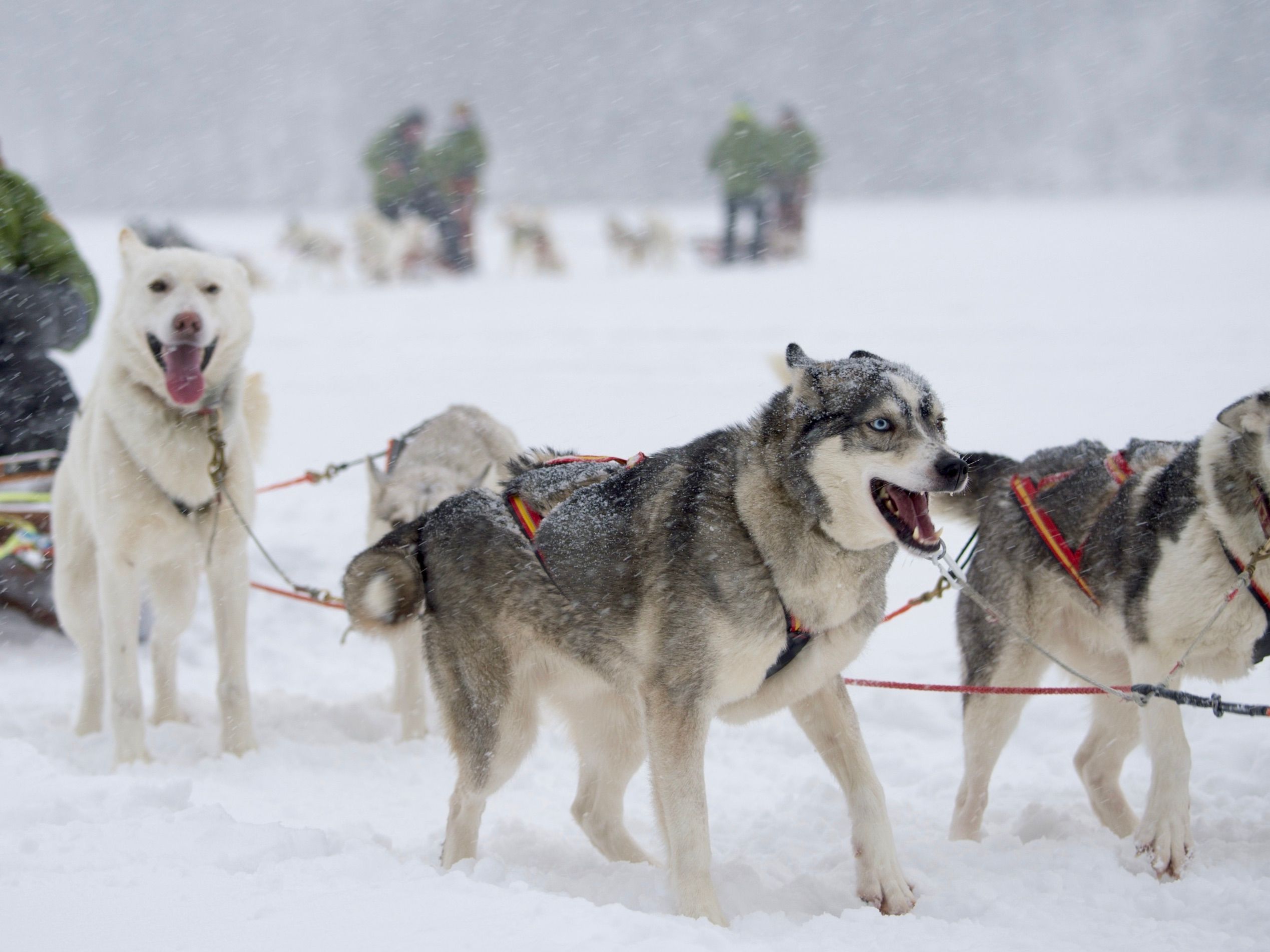 groepsreizen finland lapland huskytocht