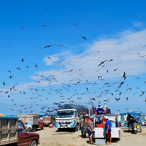 La Isla de la Plata: het verborgen paradijs tijdens je rondreis Ecuador