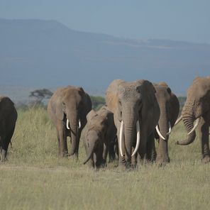 Deze wilde dieren spot je op safari in Tanzania!