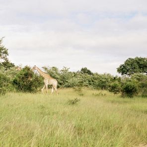 Alles wat je wilt weten over Kruger National Park