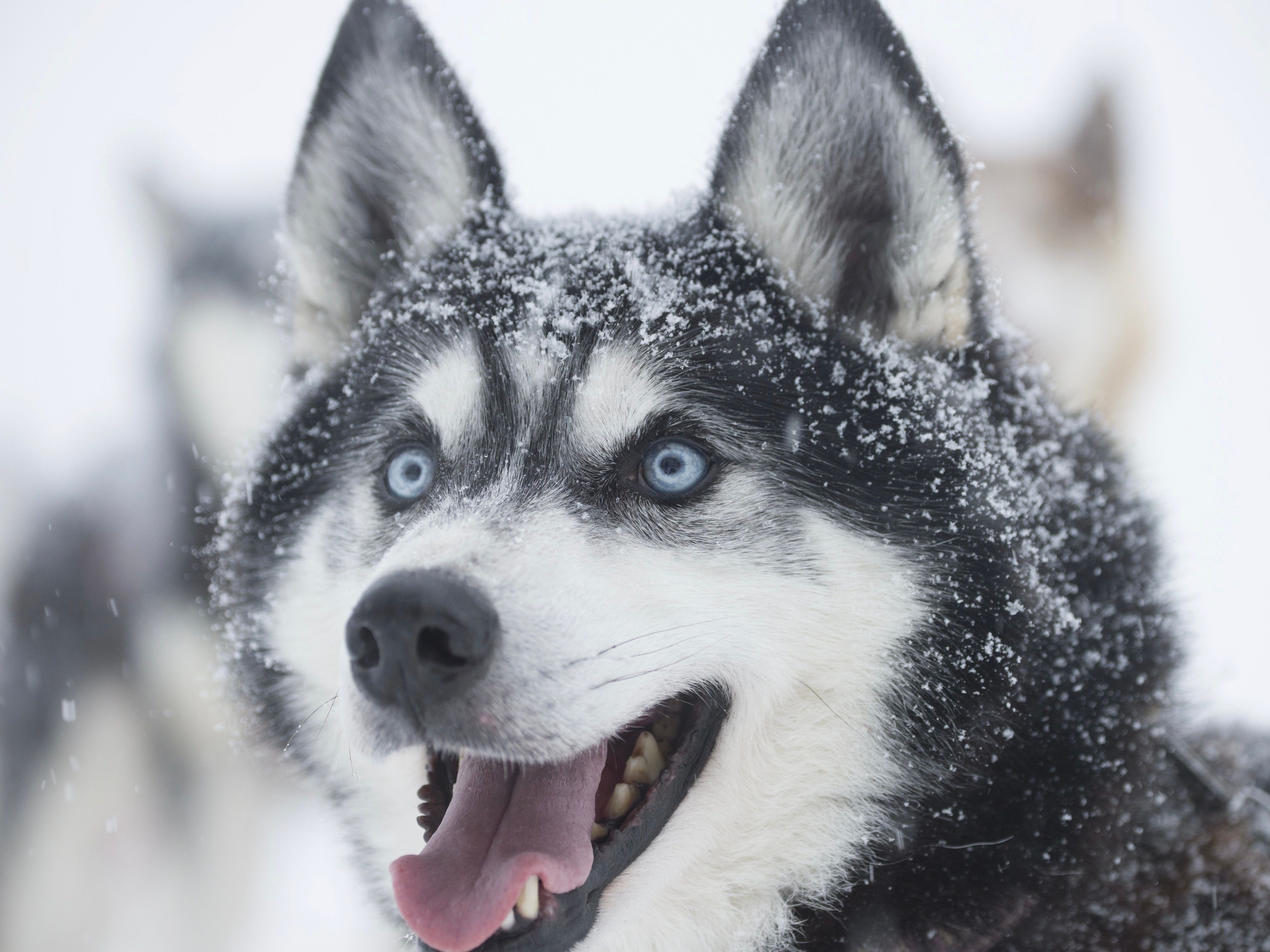 groepsreizen finland lapaland huskytochten